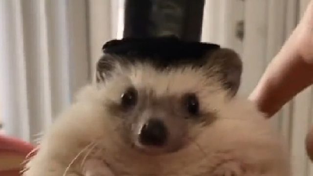 从今往后，我就是大哥