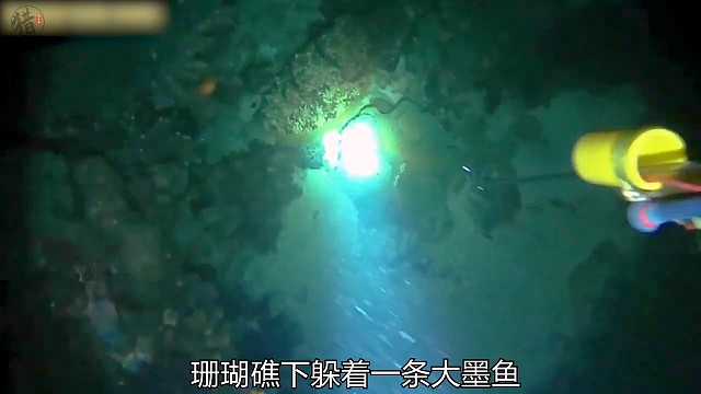 小伙夜间射杀大墨鱼