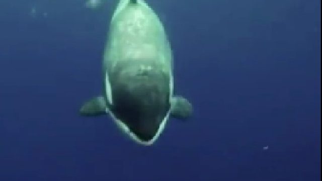 看到人类的送礼的海洋霸主！你不喜欢吗？