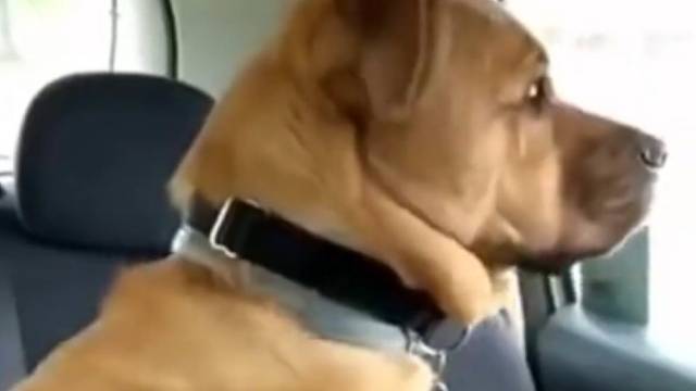 当狗子看到女主人吵架时