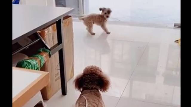 小狗的小伙伴来找它玩了，急得就差讲话了！