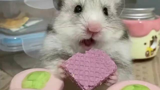 认真吃饼干的小仓鼠...太可爱啦！