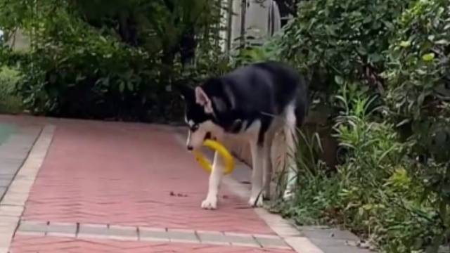 这么纯的二哈很少见了，被圈住的狗生！