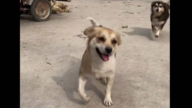 隔着屏幕都能感受到它们的热情！