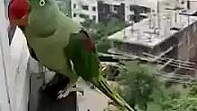 墨西哥一只离家出走的鹦鹉