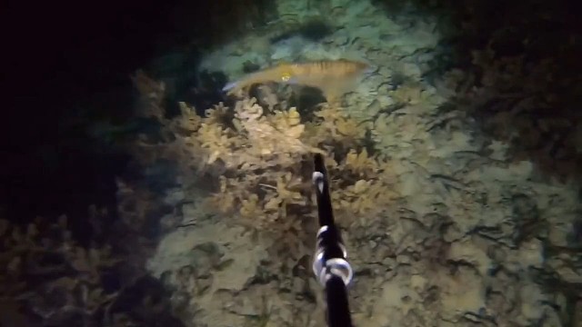 晚上在海底用鱼叉捕鱼