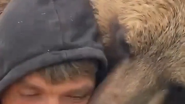 这头熊胆子挺大的呀