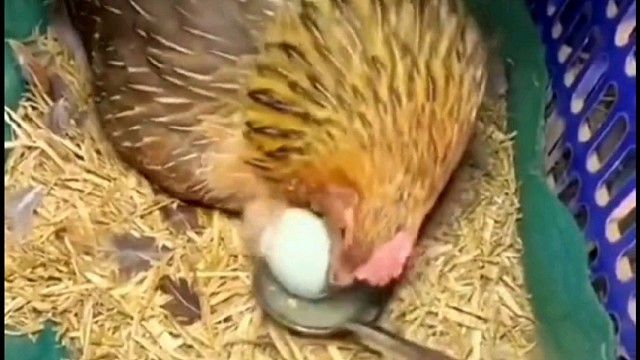 拿你一颗蛋真不容易