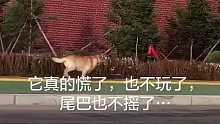 狗狗真的什么都懂，只是不会说话罢了