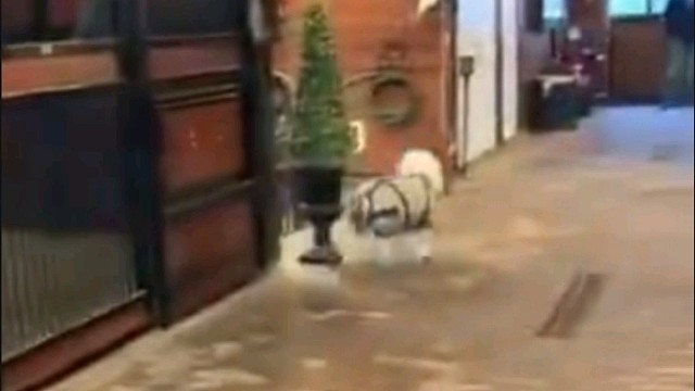 这小短腿跑还挺快