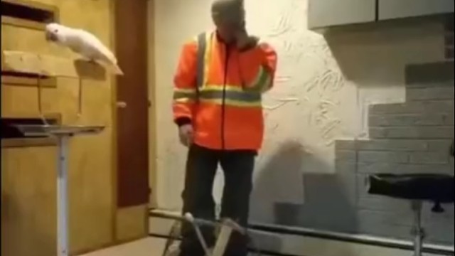 把鹦鹉的窝弄坏了，鹦鹉骂我