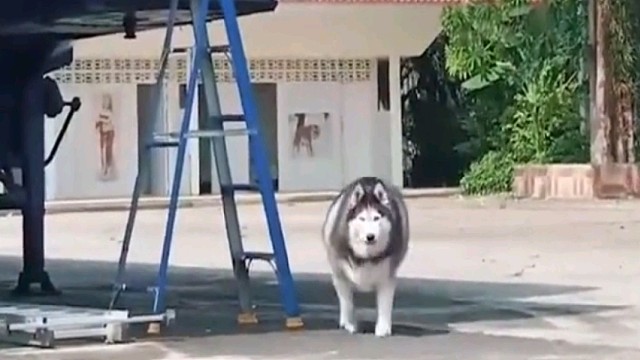 被奶奶养了2个月的狗子