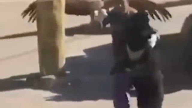 饲养员到底跟熊说了什么