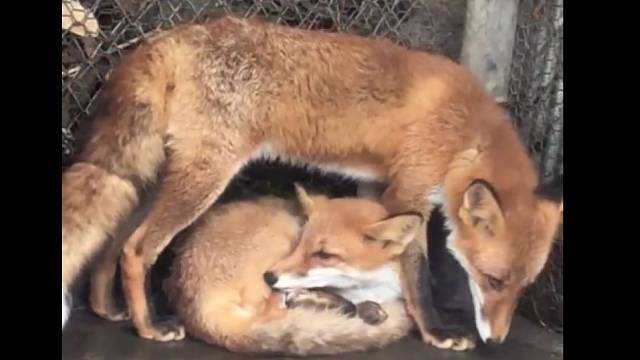 一起睡吗？尾巴给你当枕头哦！