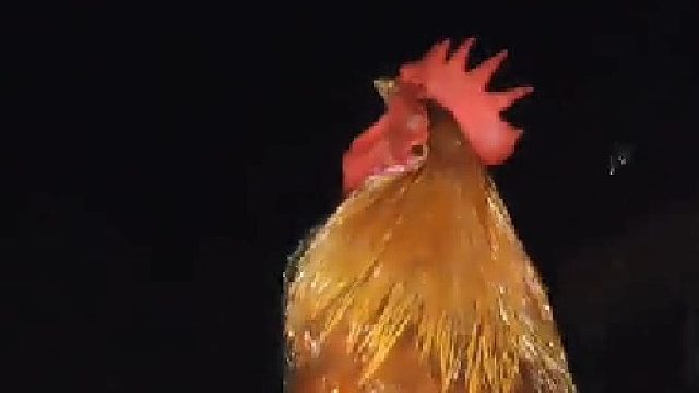 本来晚上做大盘鸡的 正准备的时候 从厨房跑出来了。结果