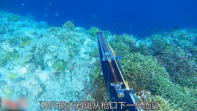 捕获50个的大石斑，过程既惊险又刺激