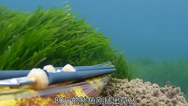 深海捕捉80斤大鲹鱼，精彩程度超出你的想象