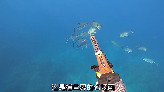 几十斤的鲹鱼一箭双雕，结果被鲨鱼截胡