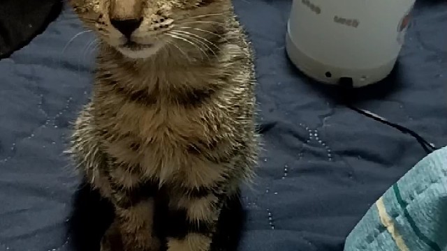 论猫咪的好奇心有多重，哈哈哈嗝