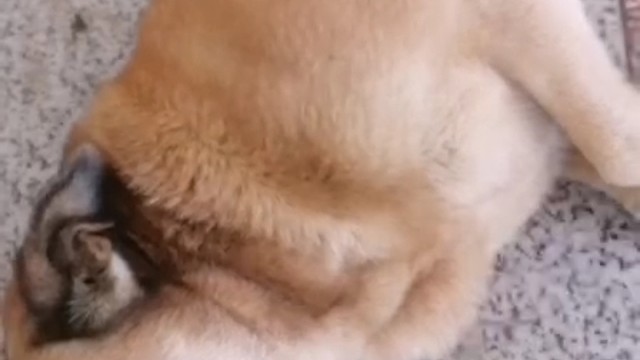 十三年了名字叫泥鳅