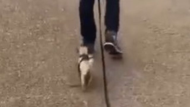 狗子：掉了掉了掉了，哎，主人我掉了