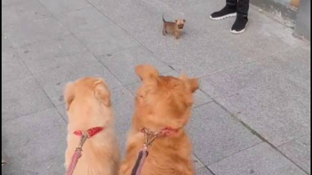 这算不算欺负小孩！