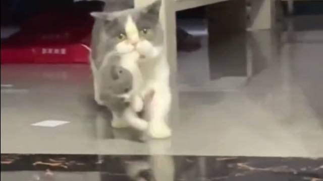 “你要是叼不动，就别叼”！