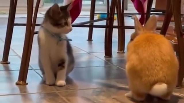 当喵喵以为自己是兔兔的时候……