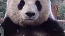给熊猫照个相，也太调皮了