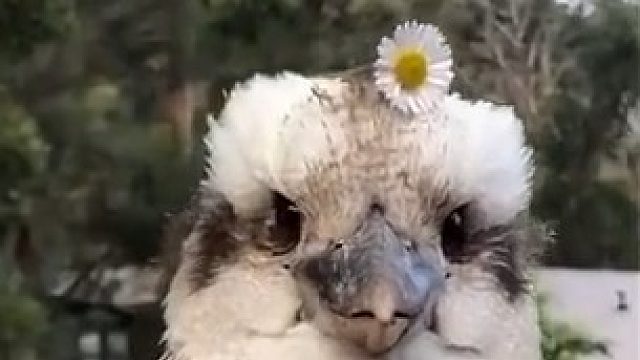 送你一朵小花花