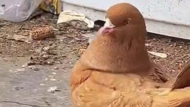 这鸽子看着怎么鸡里鸡气的