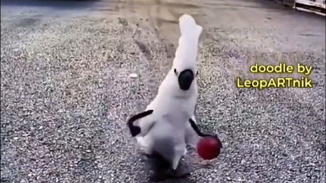 这只小鸟居然会打球