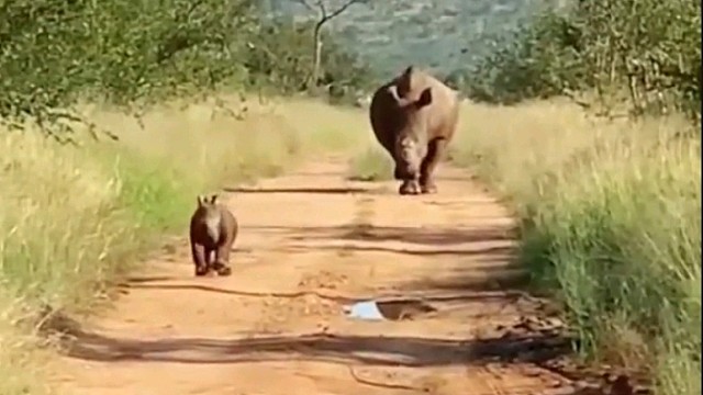 多么快乐小犀牛