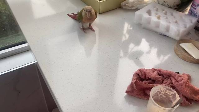 一只能听懂指令的小太阳鹦鹉你爱吗？