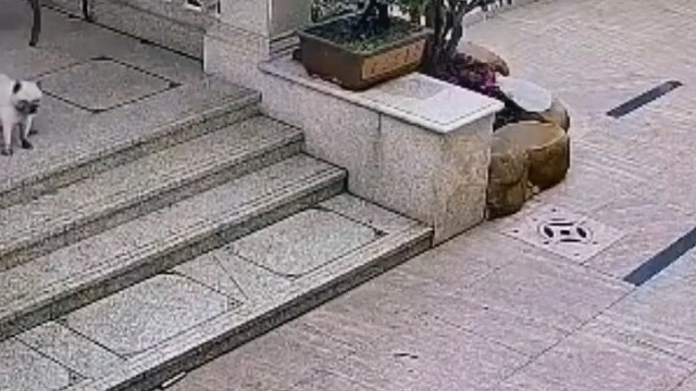 猫:这是在干什么