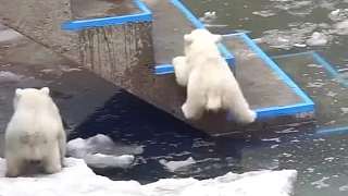 一生要强的小熊就算多次掉入冰水也要跳上去