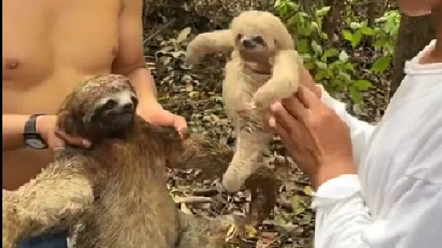 树懒和她的宝宝，好可爱啊