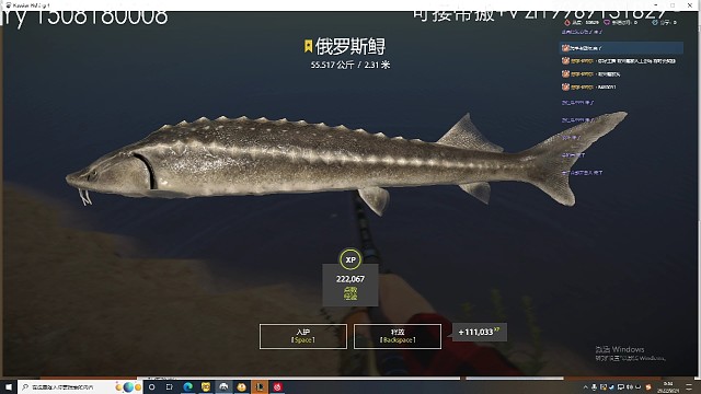 不会溜鱼上了星毛鲟