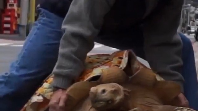 真有这么大的龟吗