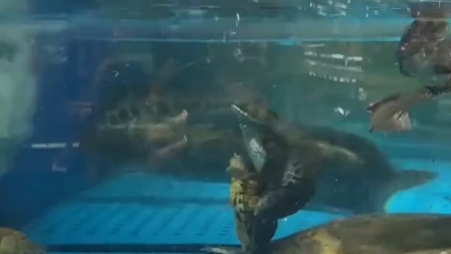 这大概就是胜利者的姿态吧，这癞蛤蟆还锁我的喉