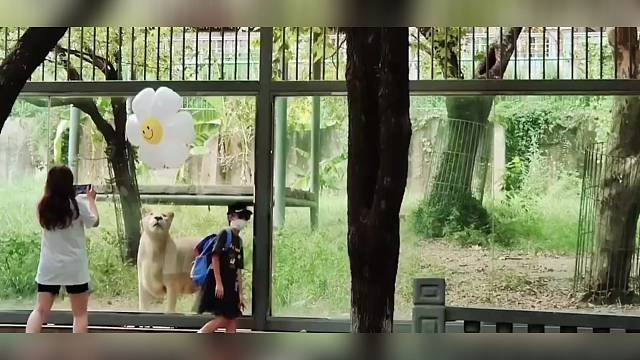 狮子也是小猫咪呀...它也想要一个气球