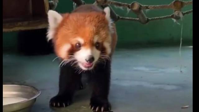 和小熊猫贴贴太治愈了...好喜欢小熊猫！