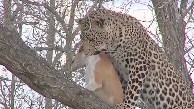 小狗被花豹叼到了树上，它靠出色的演技骗过花豹，最后死里逃生！