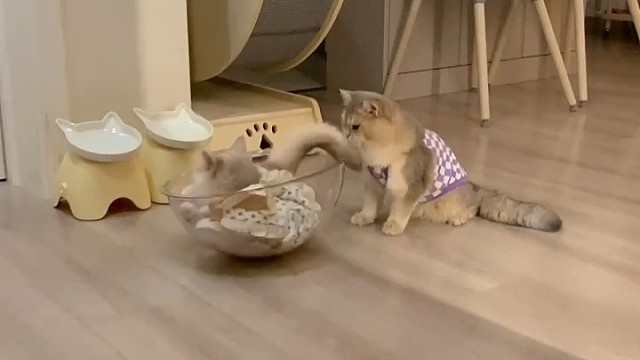 我的猫在玩一种很新的东西