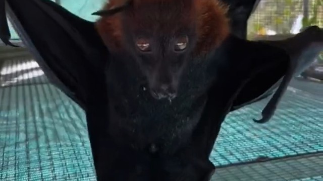 这兄弟要去散步了