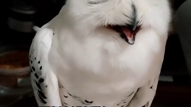 小时候傻里傻气的，长大后竟有点狗里狗气