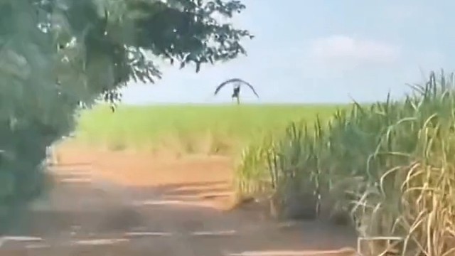 自由飞翔的癞蛤蟆