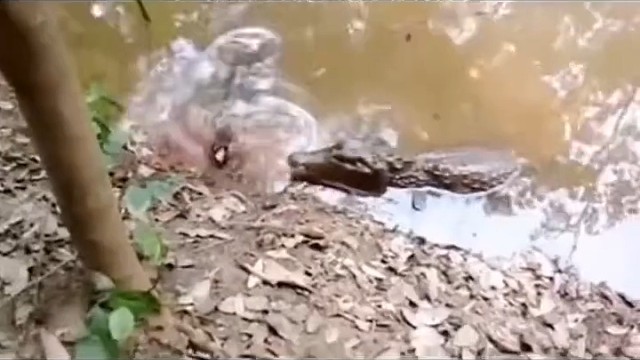 典型的鹬蚌相争，渔翁得利