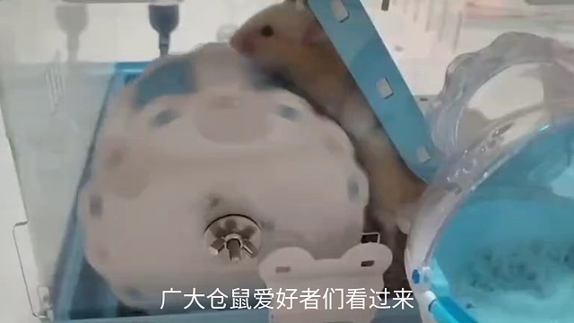 可爱的仓鼠宝宝