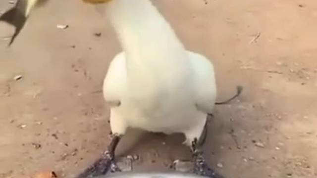 自助吃急了，噎着了